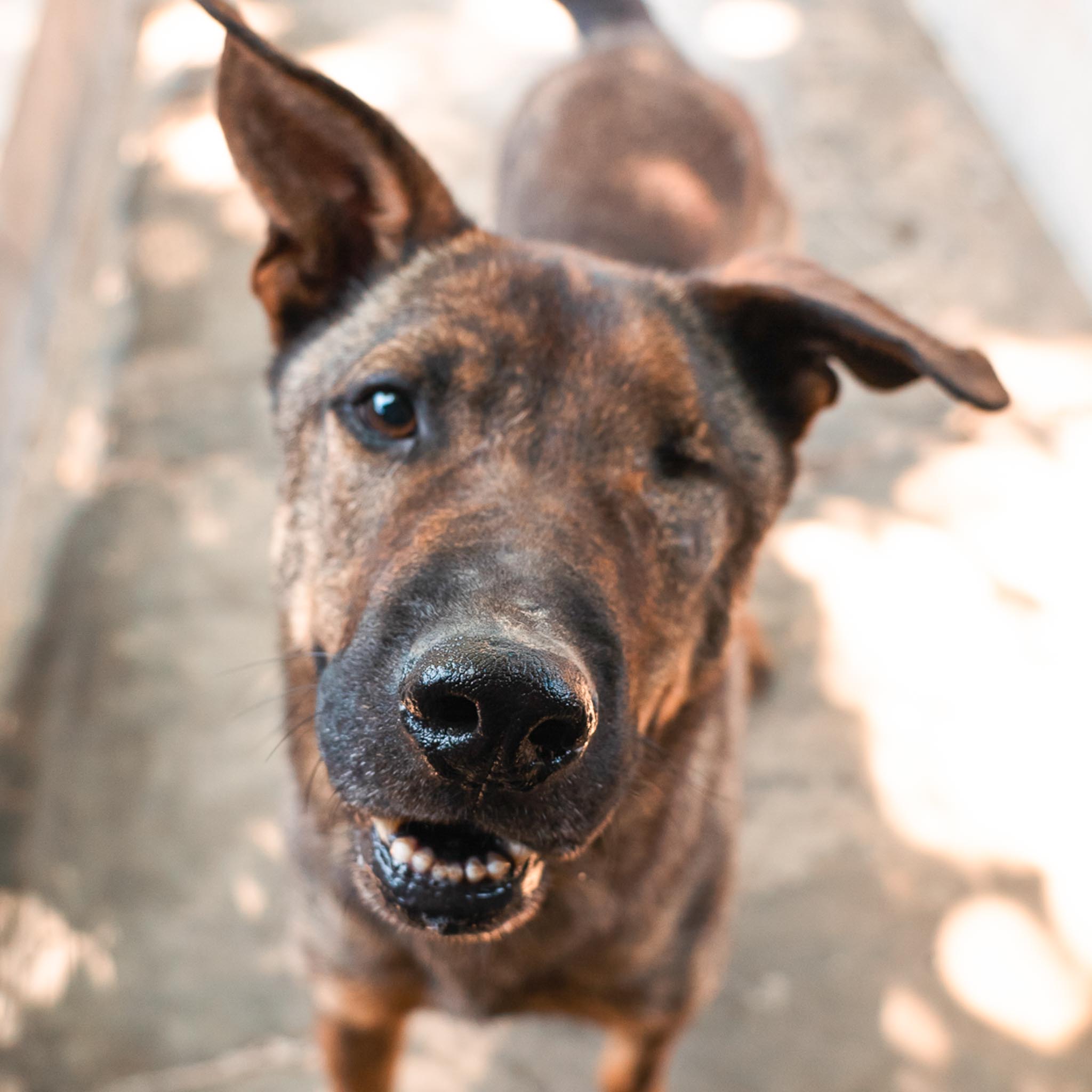 Pastor en adopción - Refugio Don Torcuato