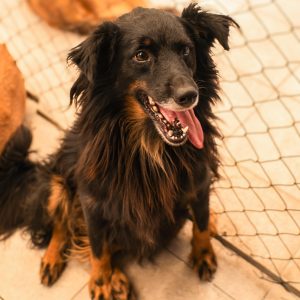 Taison en adopción - Refugio Don Torcuato
