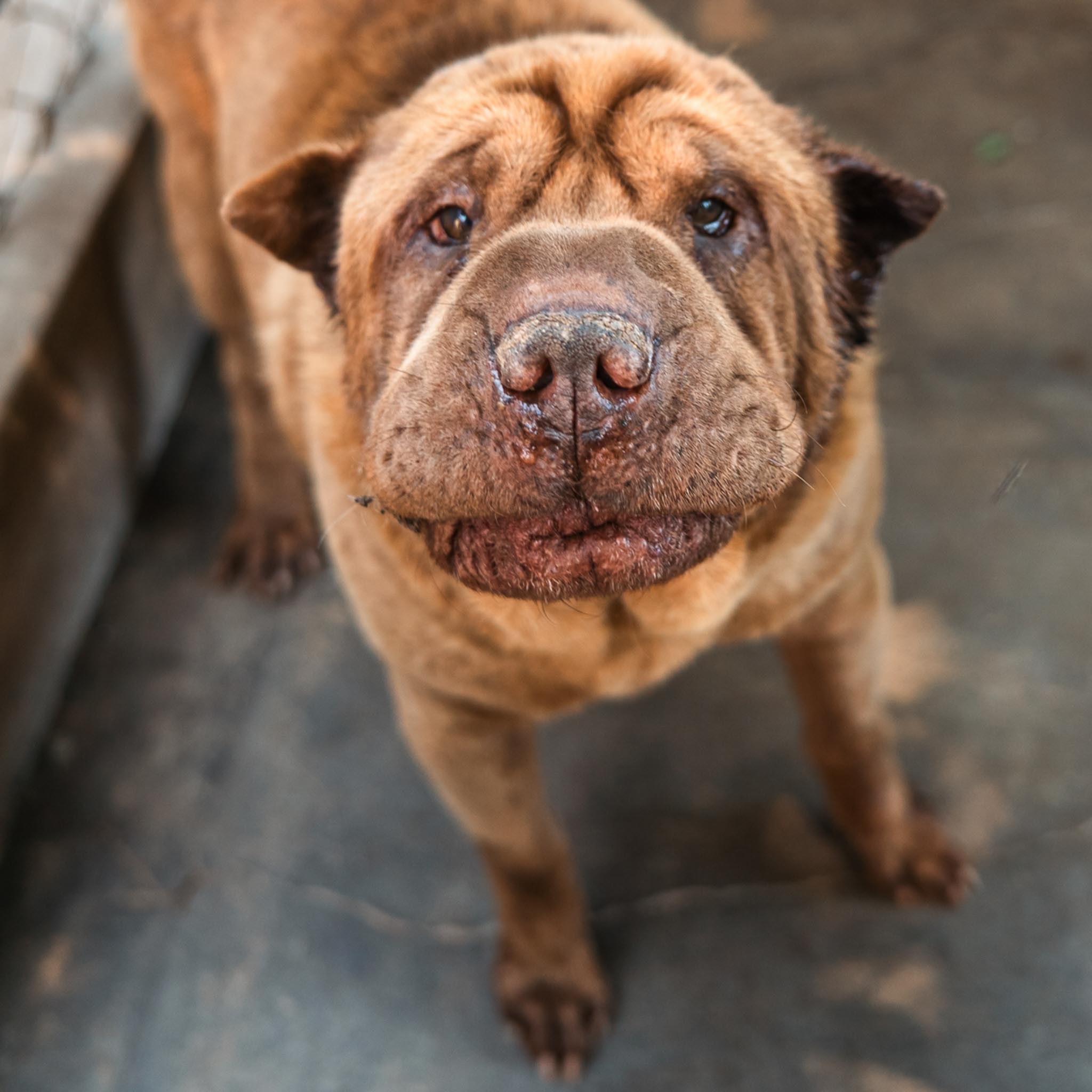 Tau en adopción - Refugio Don Torcuato