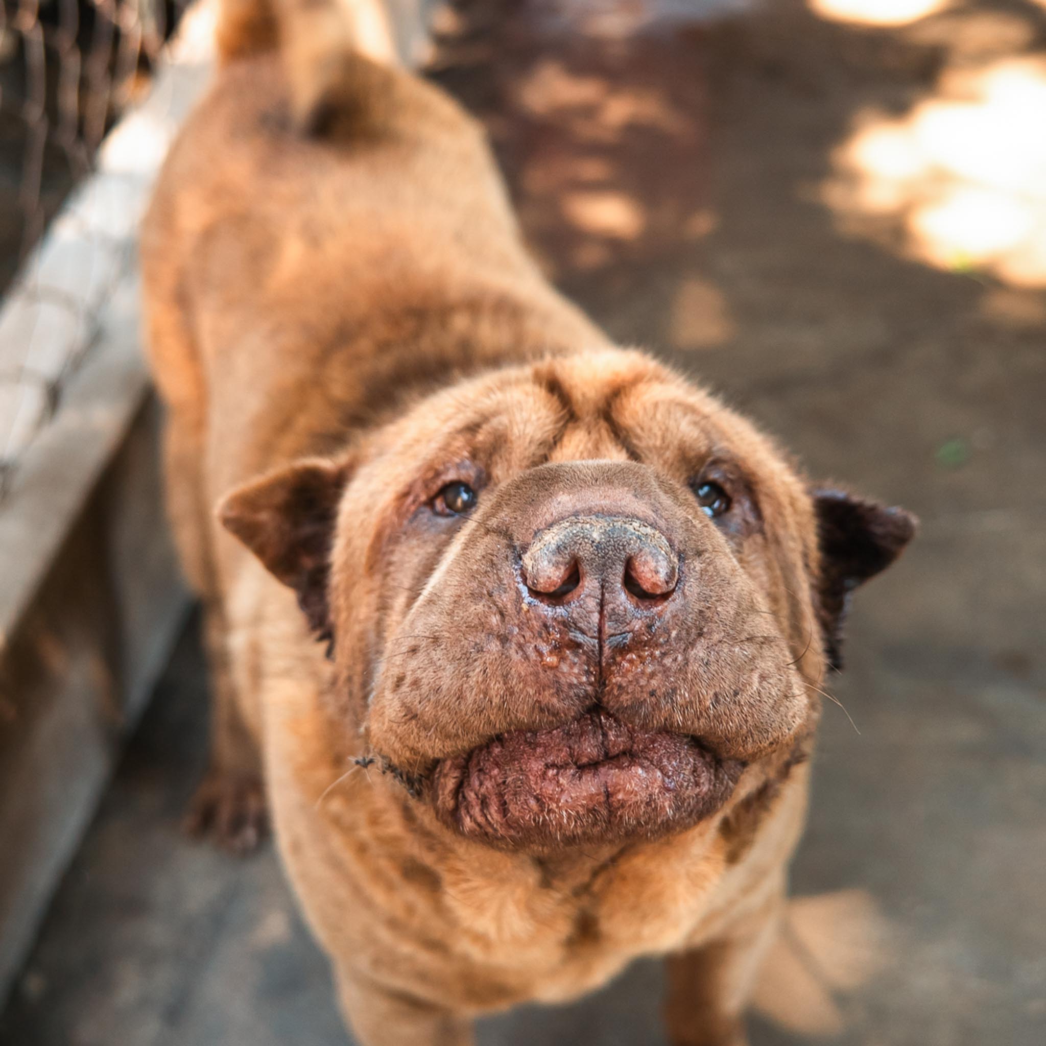 Tau en adopción - Refugio Don Torcuato