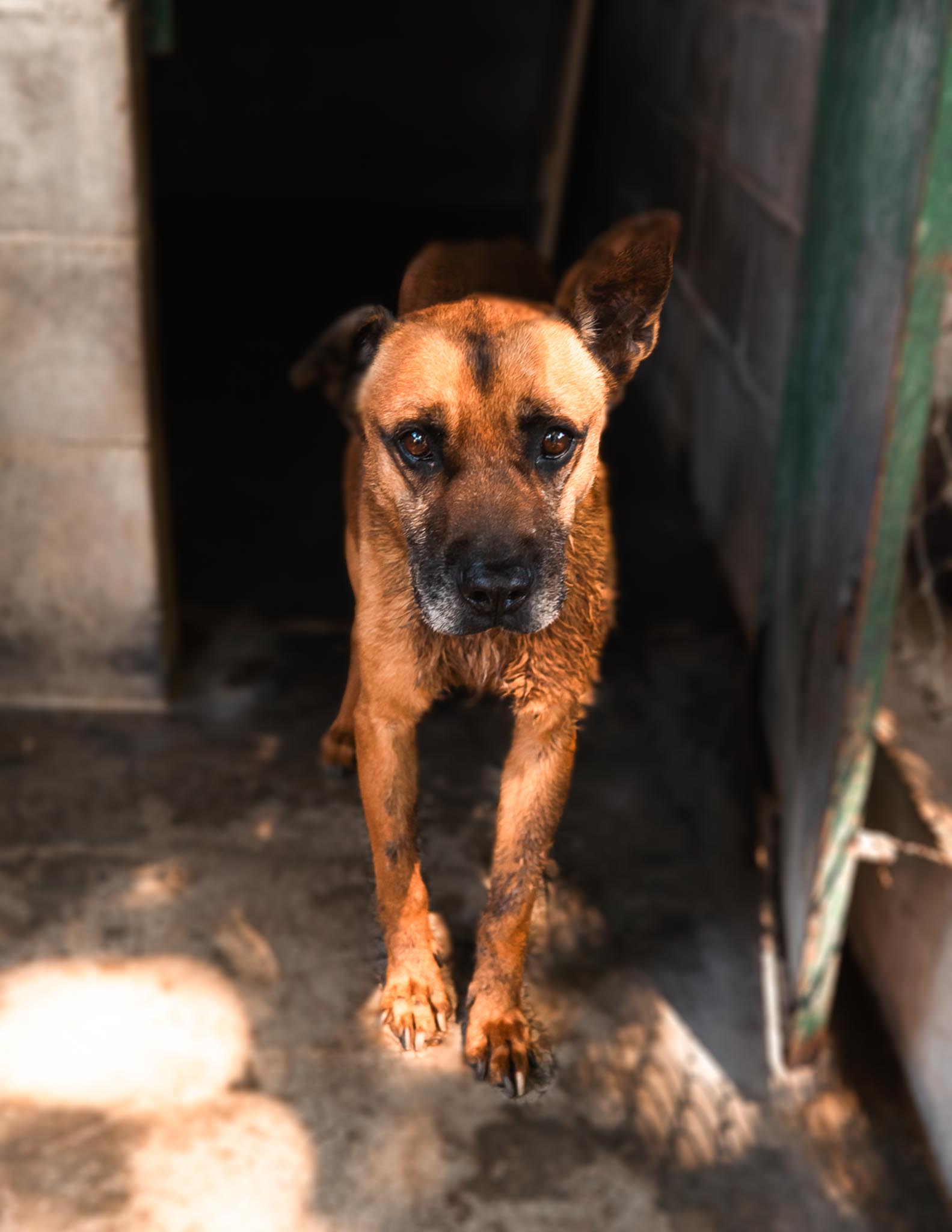 Junior en adopcion - Refugio don torcuato