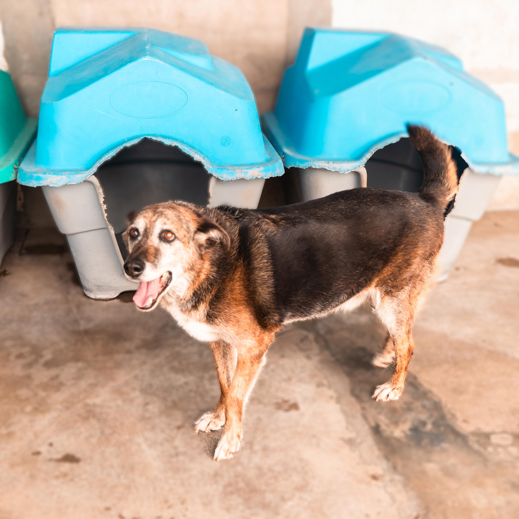 TERRY en adopcion - Refugio don torcuato