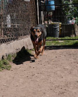 BERTA