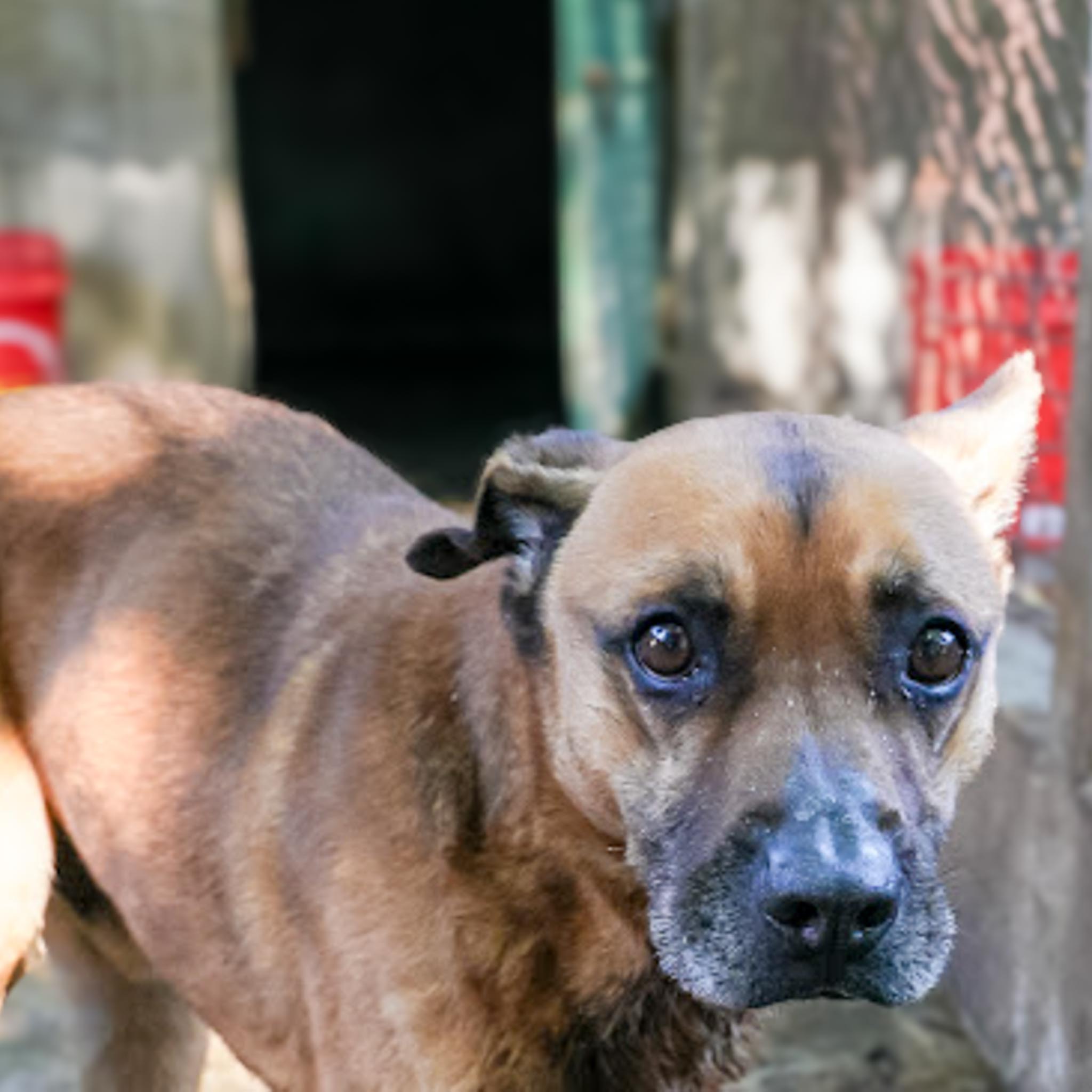 Junior en adopcion - Refugio don torcuato