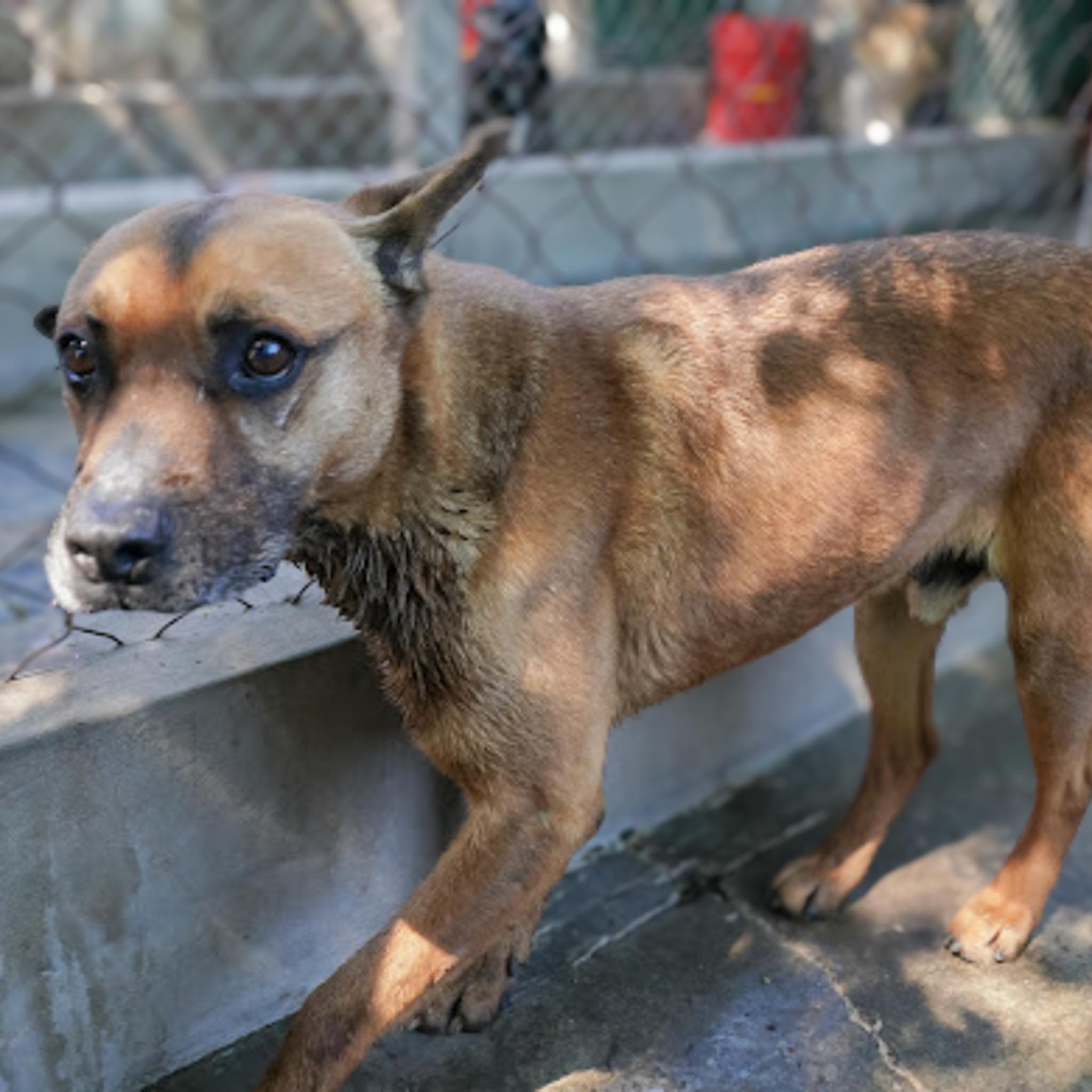 Junior en adopcion - Refugio don torcuato