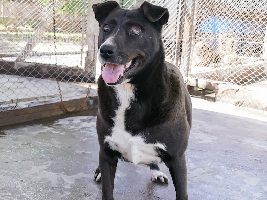 SARA EN ADOPCION - REFUGIO DON TORCUATO