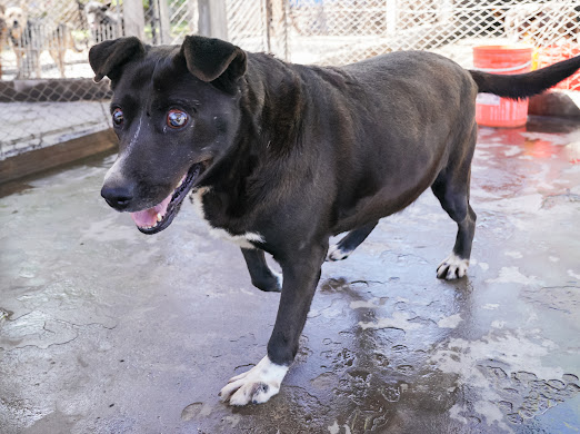 SARA EN ADOPCION - REFUGIO DON TORCUATO