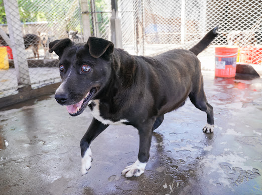 SARA EN ADOPCION - REFUGIO DON TORCUATO