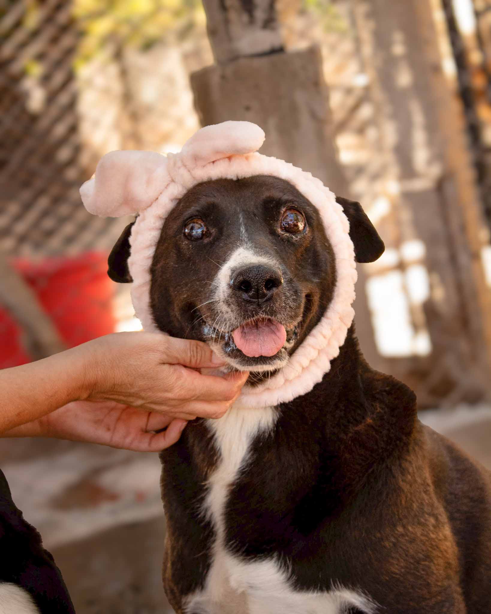 SARA EN ADOPCION - REFUGIO DON TORCUATO